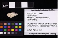 Foto (Objket + Etiketten) von Lecythocaris sp. 